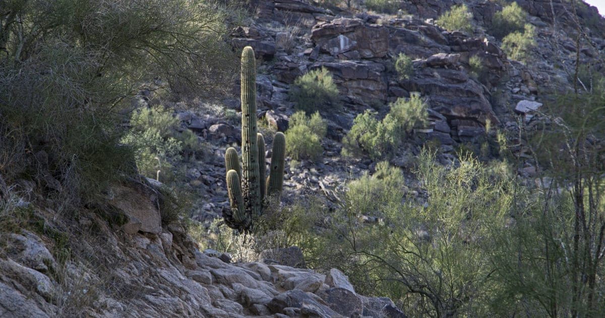Arizona Wildcats Roar into Top Spot Contention After Dominating Start, Purdue Feels the Heat