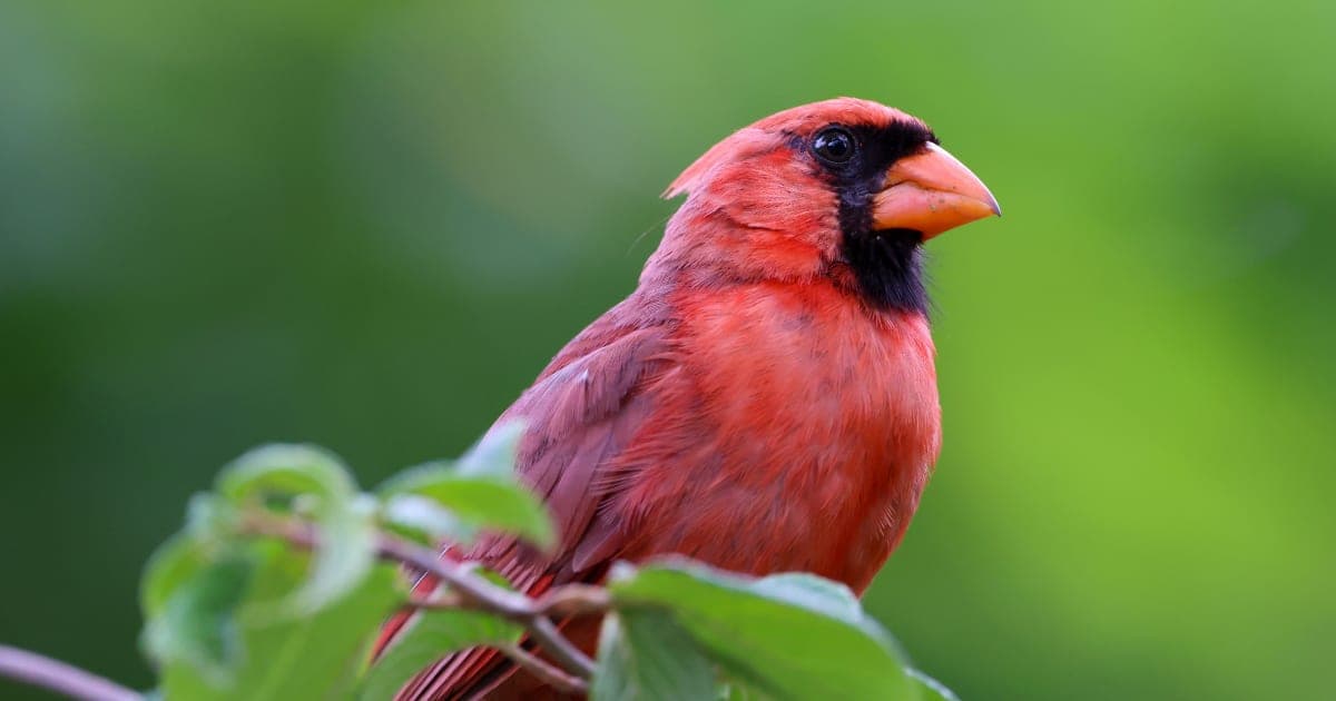 North Dickinson Cardinals Edge Out Forest Park Trojans in Nail-Biter at Showcase