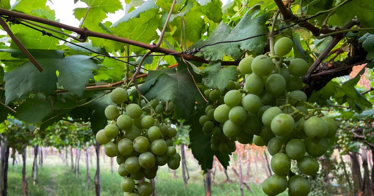 Napa Valley Grape Glut: Wine Industry Faces Oversupply Challenges Amid Changing Consumer Tastes