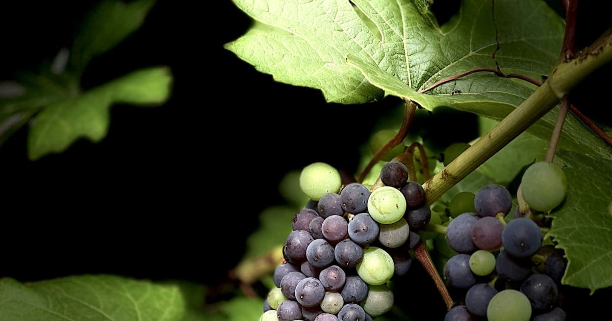 Napa Valley Grape Glut Threatens Vineyards, Wine Prices Amidst Shifting Consumer Tastes