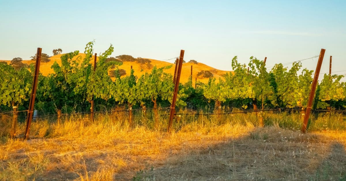 Sonoma County Wineries Navigate Labor Shortage Amid Record Tourism Surge