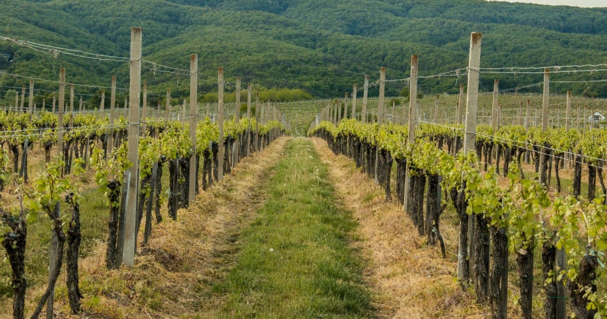 Wine Country Braces for Economic Downturn: North Bay Businesses Navigate Inflation, Labor Shortages