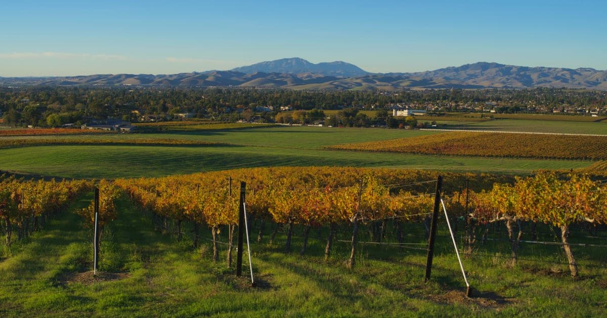 Sonoma County Wineries Face Labor Shortages, Rising Costs as Harvest Season Looms