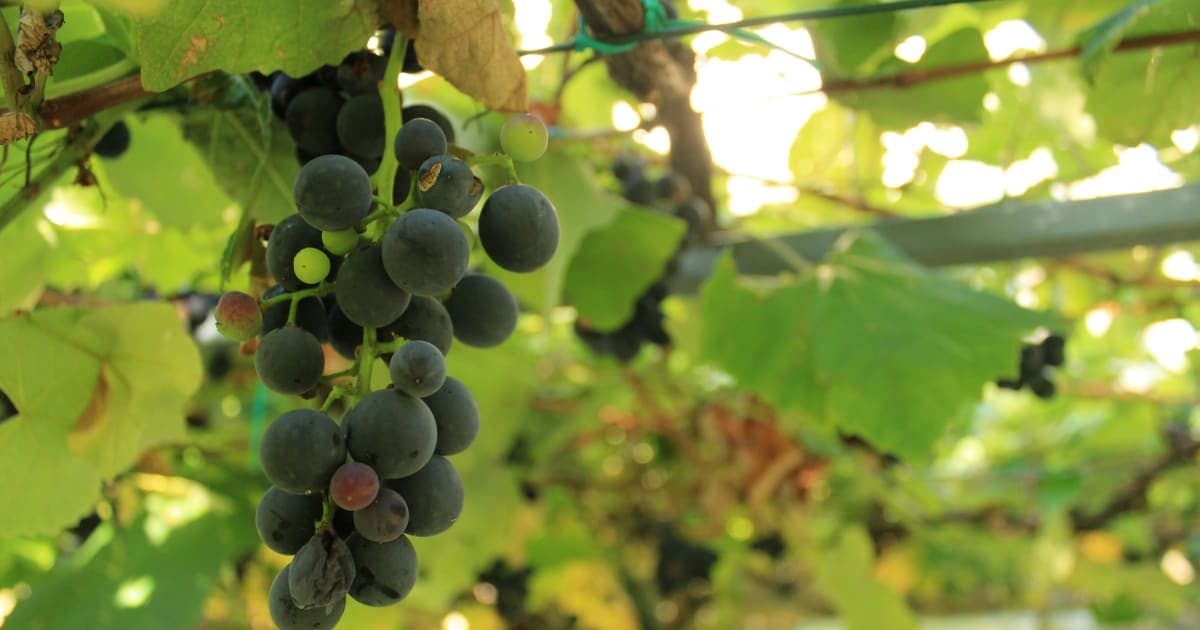 Sonoma County Wine Industry Grapples with Inflation and Labor Shortages